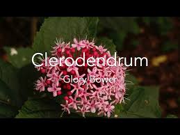 Image result for Clerodendrum