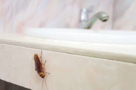 Piège à cafards en utilisant de la colle ou un film collant sur la surface pour attirer les insectes vous devrez mettre un peu de nourriture. Comment Eliminer Les Cafards Definitivement