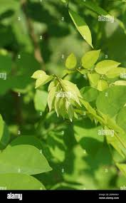 Image result for Dalbergia bracteolata