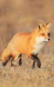 Pin By Peri On Hayvanlar Alemi Fox Images Animals Beautiful Like Animals