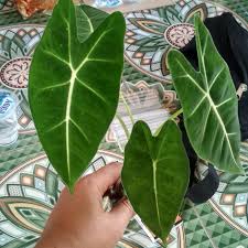 Jual Tanaman Hias Keladi Neon Pohon Keladi Neon Kab Bogor Rar Taman Tokopedia