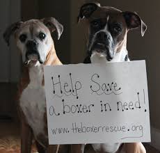 Pin By Stephanie Maner On Boxers Awesome Dogs Boxer Dogs Boxer Love Boxer Rescue