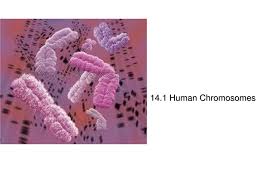 Start studying 14.1 human chromosomes worksheet. 14 1 Human Chromosomes Ppt Download