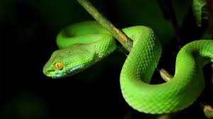 A good trick to have under your belt as you play snake is being able to turn on a dime. Deadly Snake Found On African Ship Safety4sea