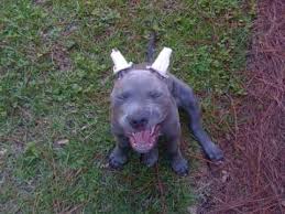 When a dog's ears are cropped too short, they are more likely to lay flat on the dog's head. Pitbull Ear Cropped Youtube