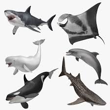 3d Model Aquatic Animals Animals Aquatic Animals Animal Drawings