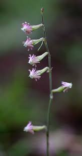 Image result for Silene burchellii