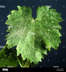 Image result for Uncinula necator