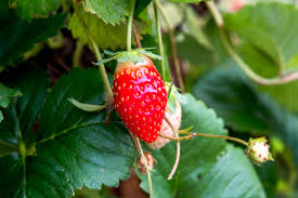 Young bushes, even those that. How To Grow Garden Strawberries