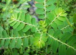 Tanaman ini digunakan untuk pengobatan tradisional. Jarang Terdengar 15 Tanaman Obat Ini Ternyata Kaya Manfaat Blog Ruparupa