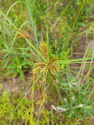 Image result for Pycreus polystachyos