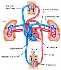 From Fetal Circulation To Pulmonary Circulation Nursing Crib Nurse Pediatric Nursing Nurse Midwife