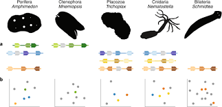 Maybe you would like to learn more about one of these? Animal Cell Type Diversity Nature Ecology Evolution