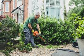 There are many reasons your privet hedge. Hedge Trimming And Pruning When And Why Do It