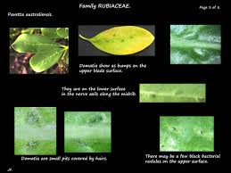 Image result for Pavetta johnstonii