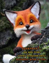 Картинки по запросу картинки анимация лисичка Очень понравилась