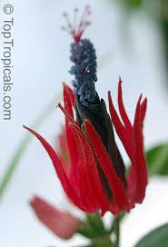 Image result for Embelia multiflora