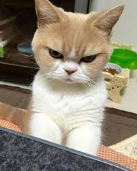 If You Like Grumpy Cat You Are Going To Love Koyuki The Angriest Cat In The World Cute Cats Cats Baby Animals