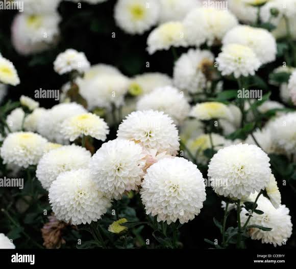 Carnation (Dianthus Caryophyllus) Sapling