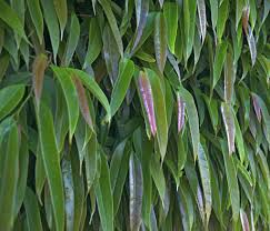 Image result for Ficus scassellatii