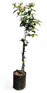 Image result for Jasminum stenolobum