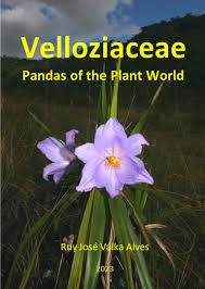 Image result for Velloziaceae