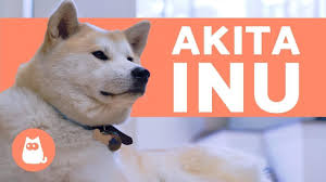 Check spelling or type a new query. Akita Inu Characteristics Behavior And Care Youtube
