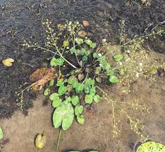 Image result for Burnatia enneandra