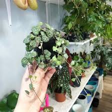 Ceropegia Wooda Ceropegia Woodii Plants House Plants Indoor Plants