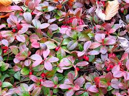 I finally moved a small one to a shadier spot. Gaultheria Procumbens American Wintergreen Boxberry Checkerberry Common Wintergreen Creeping Wintergreen Eastern Teaberry Spreading Wintergreen Teaberry Wintergreen North Carolina Extension Gardener Plant Toolbox