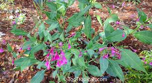Image result for Strobilanthopsis