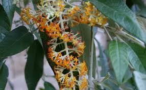 Image result for Buddleja madagascariensis