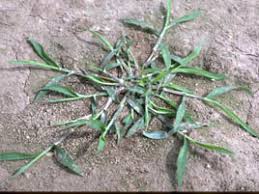 Image result for Digitaria maitlandii