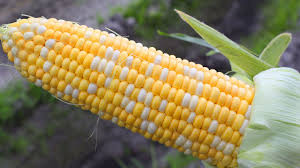 Long & Scott corn maze survives Irma, honors sweet corn, first responders