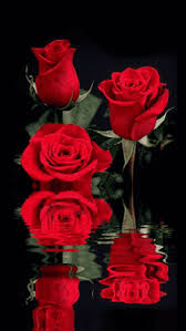 We did not find results for: Roses Gifs Tenor