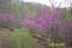 Purple, blue, black, white, yellow and even green. Flowering Trees Of West Virginia We Were There In The Sring When These Were Blooming Flowering Trees Plants The Great Outdoors