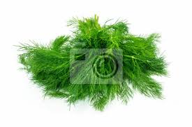 Dill Fresco No Fundo Branco Fotomural Fotomurais Close Up Endro Cozinheiro Myloview Com Br