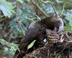 Are pine cones safe for mice? File Kaka Eating Pine Cone Jpg Wikipedia