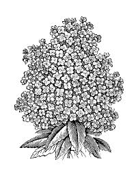 Antique Botanical Prints Black And White Vintage Digital Image Transfer Of Flower Botanical Graphic Vintage Botanical Prints Clip Art Vintage Ink Artwork