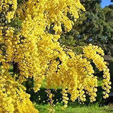 Tra i fiori gialli esistono tante specie davvero magnifiche. Potseed 10 Semi Mimosa Acacia Bush Tree Pianta Esotica Del Mediterraneo Con Il Fiore Giallo Amazon It Giardino E Giardinaggio