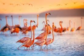 Kahve Falinda Flamingo Gormek Modanium