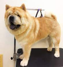 Pin On Doggies