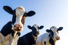 How Much Does A Cow Cost Where Can I Get One