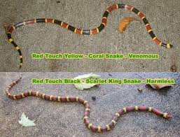 Rhyme For Coral Snakes Colors To Tell If A Snake Is Poisonous Red Yellow Black Poem Coral Snake Snake Survival Tips