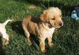 According to the 2015 census, it has a population of 143,430 people. English Yellow Lab Puppies 3 Left For Sale In San Jose California Classified Americanlisted Com