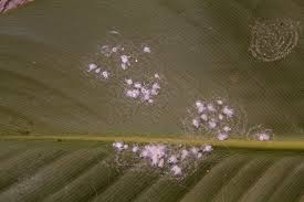 Image result for Mealybug cucumber