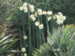 Under ideal conditions, san pedr cactus can grow up to 18 inches per year and will readily shoot off new pups (branches). San Pedro Cactus Description Care And Uses Lorecentral