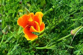 Maybe you would like to learn more about one of these? Plants For Kids Californian Poppies Rhs Gardening