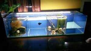 Stocked 4in1tank Tank For Guppies And Betta Fish 2 Sections For Guppies 1 Section For Betta 1 Section For Pregnant Guppies Rgb Led Str Betta Fish Betta Guppy