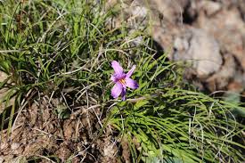 Image result for Velloziaceae